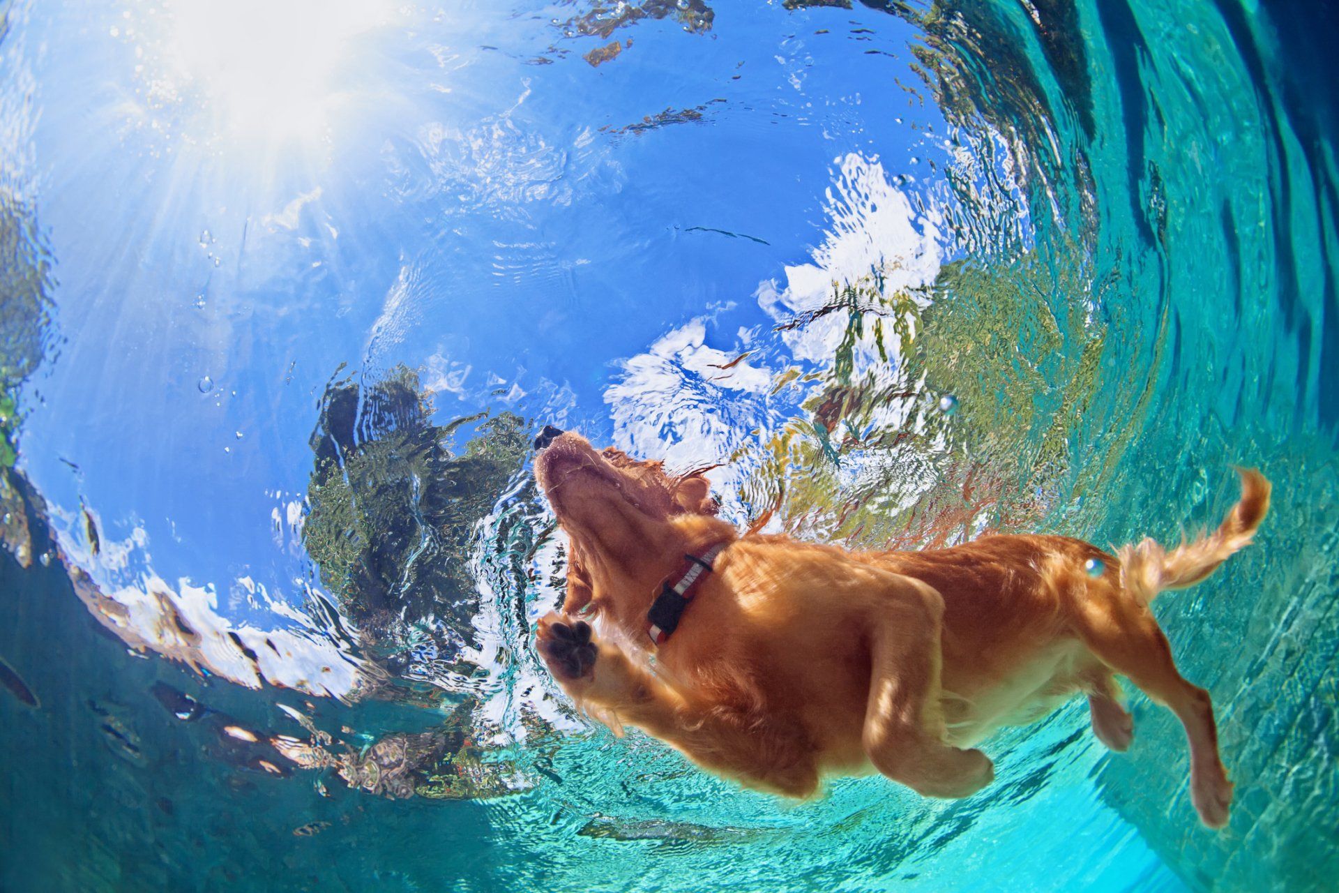 A golden dog swims underwater, seen from below, with sunlight shimmering on the surface of the clear blue water.