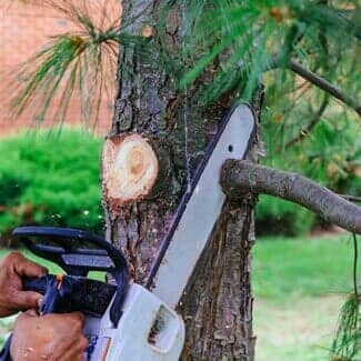 Tree Trimming — Fencing in San Leandro, CA