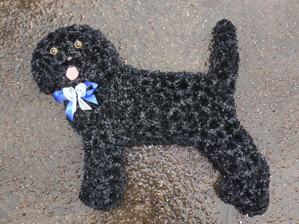 18. Fabulous large Black Dog