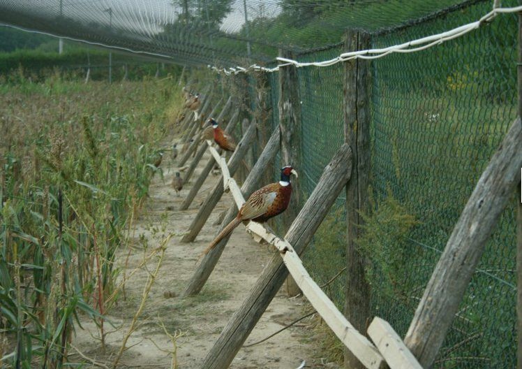 copribecco per fagiani