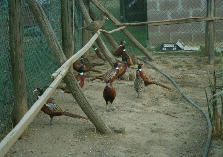 produzione copribecco
