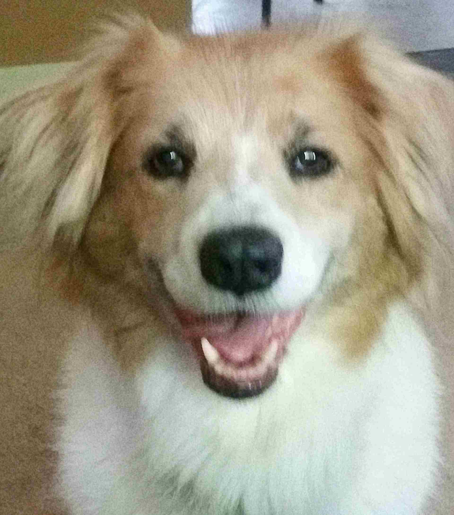 dog