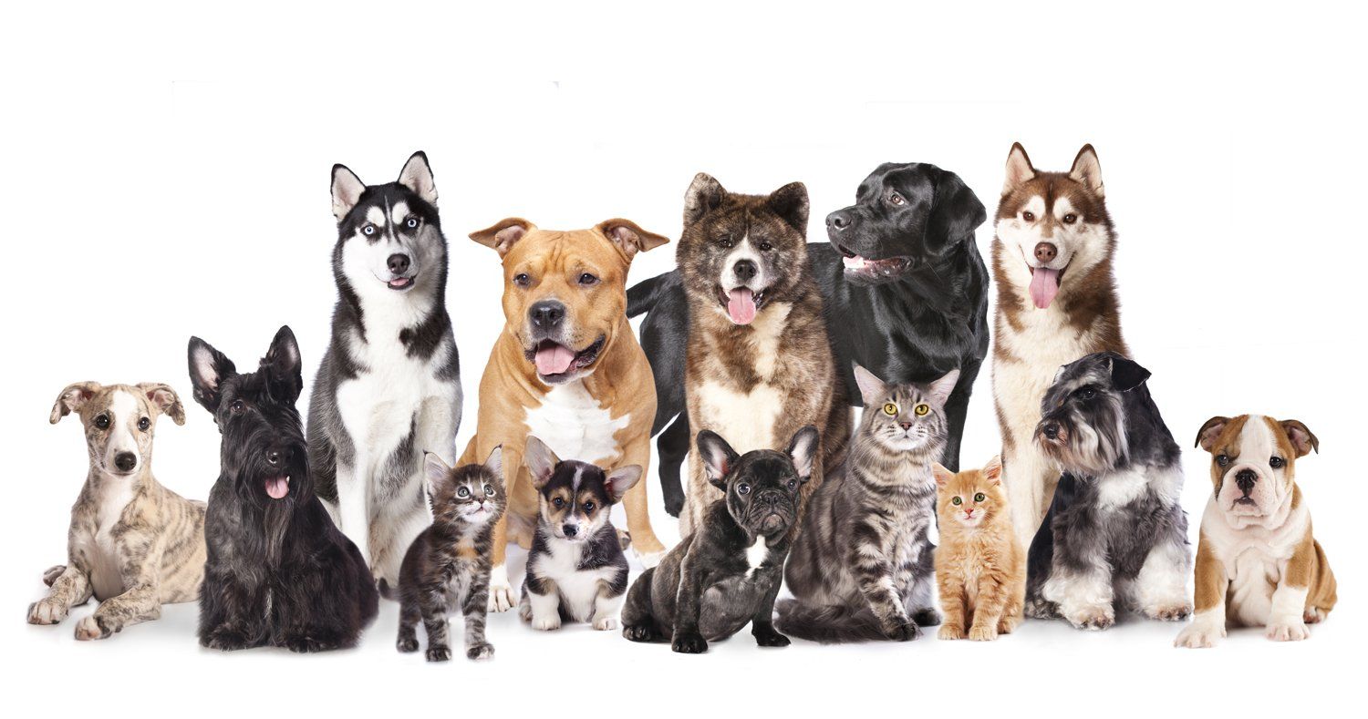 dogs, cats, pets