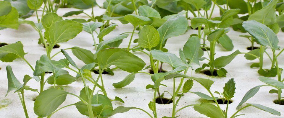 Grow tents 