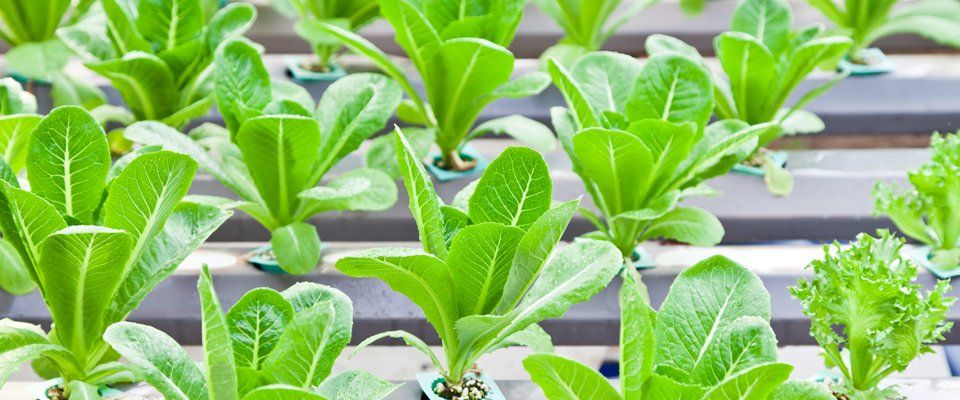 Grow lights and carbon filters