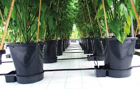 Plants pots