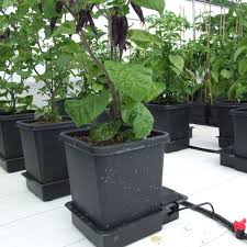 Plants