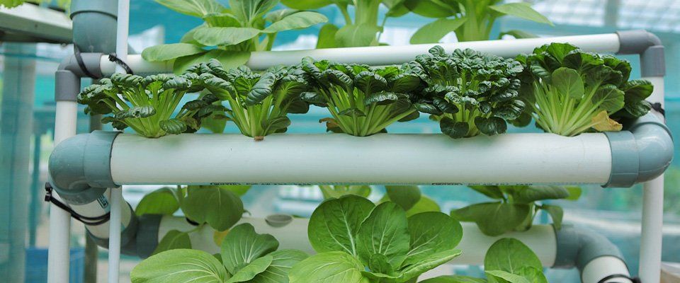 Grow tents 
