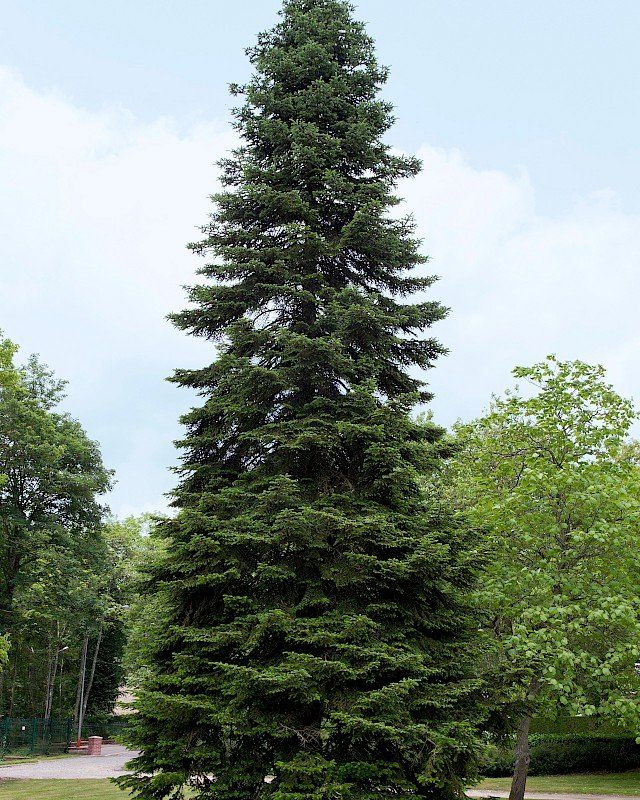 abete Abies Nordmanniana