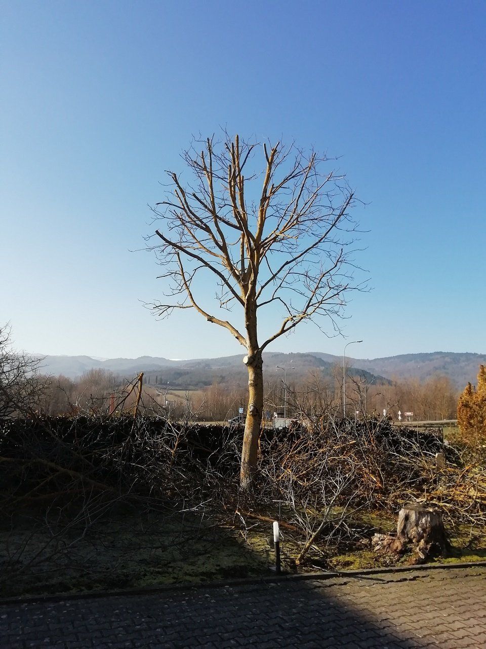 Alberi da frutta