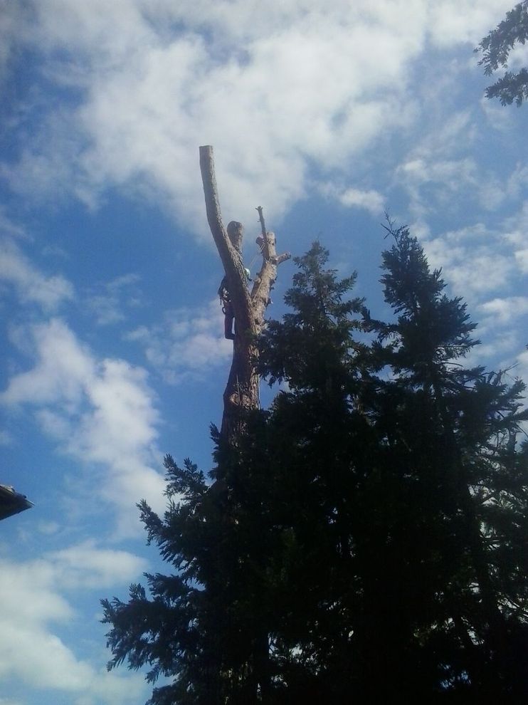 albero a fusto alto appena potato con tecnica tree-climbing