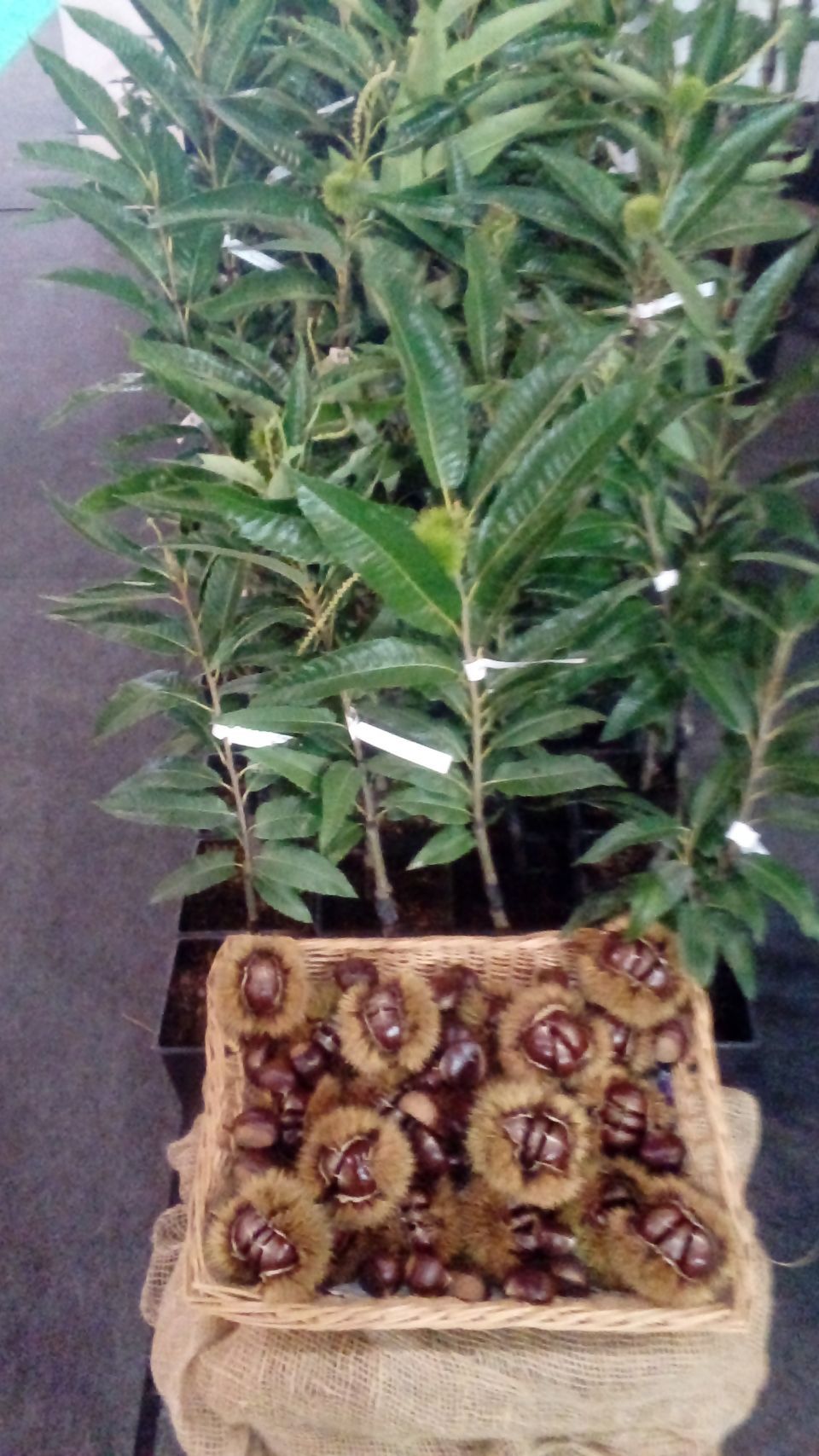 Castagne raccolte e giovane pianta di castagno