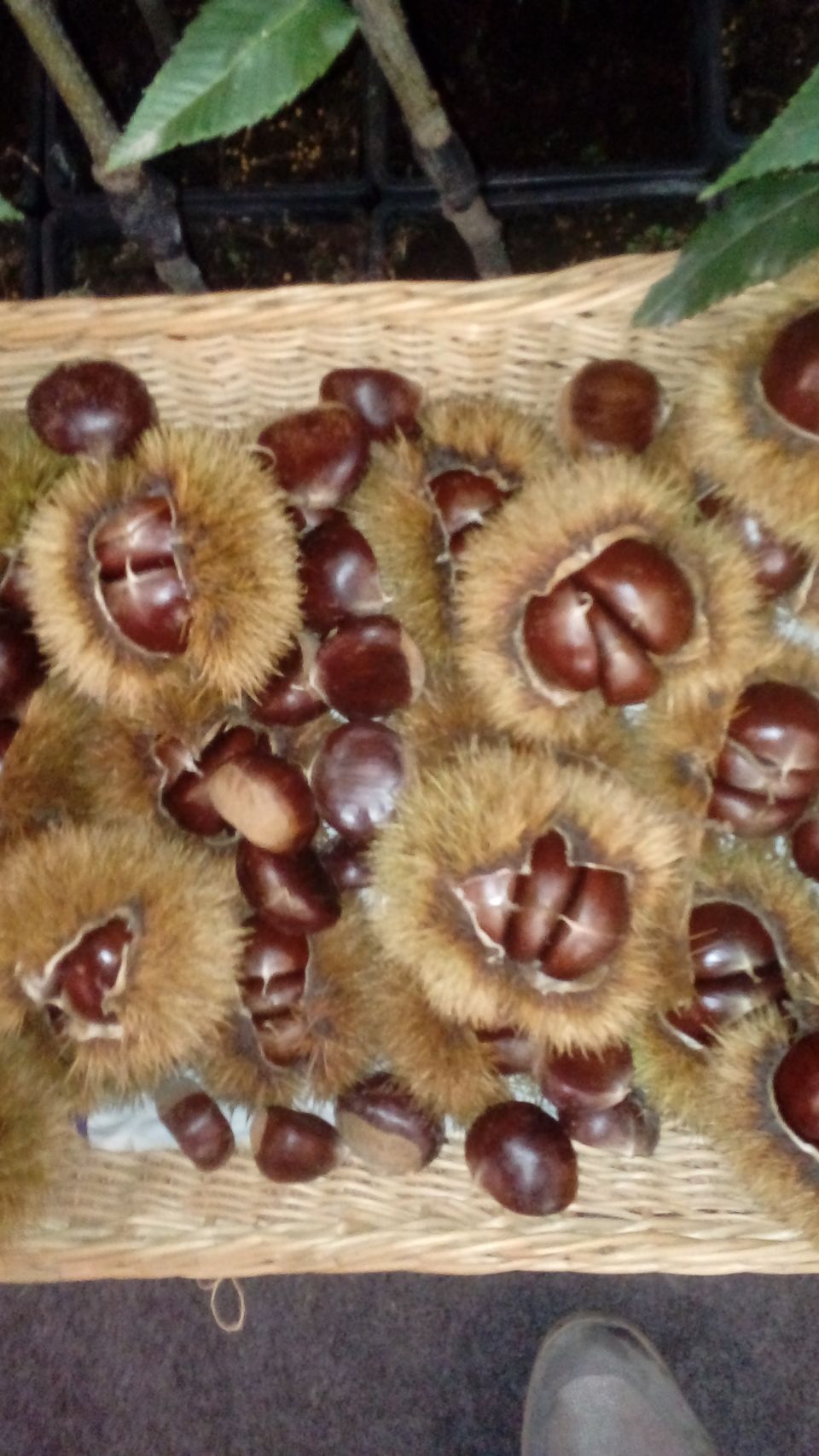 Marroni