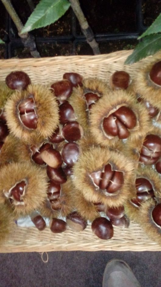 marroni