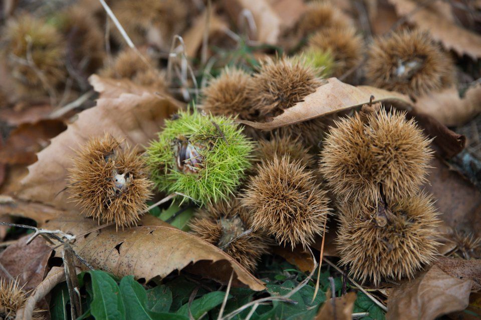 Castagne primizie