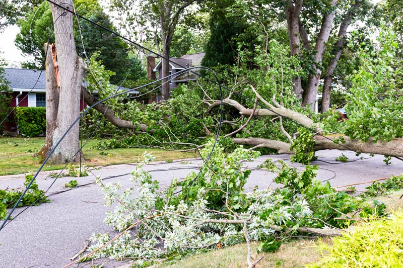 A large tree fallen across a street, damaging utility lines. Fallen tree branches blocking a suburban street after storm damage