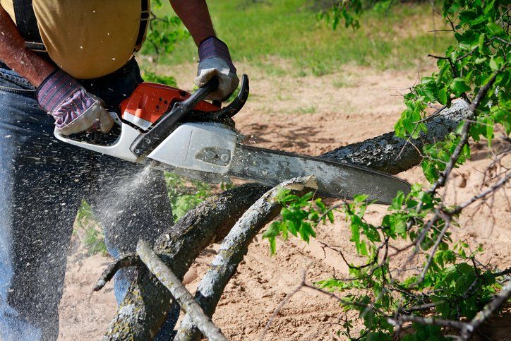 Person cutting a tree branch with a chainsaw, sawdust spraying outdoors