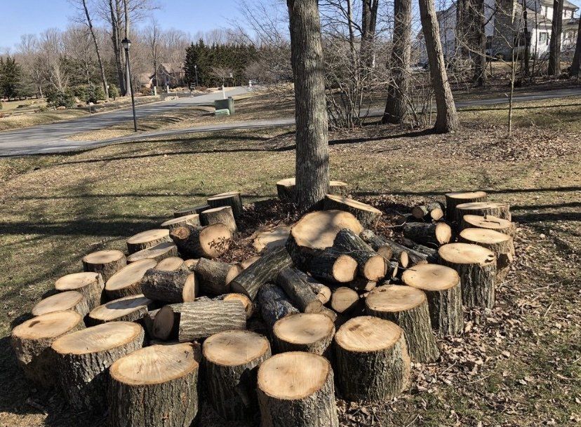 Stacked cut logs around a tree in a grassy park area with a path and bare trees in the background