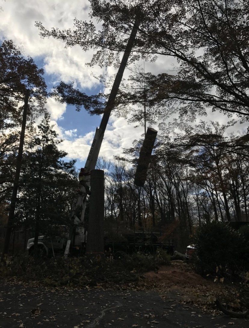 Tall crane lifting a long tree trunk in a wooded area under a cloudy sky
