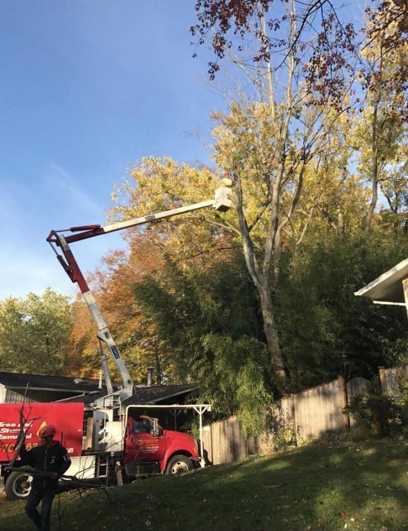 Red utility truck with raised boom trimming tall trees beside a house in autumn
