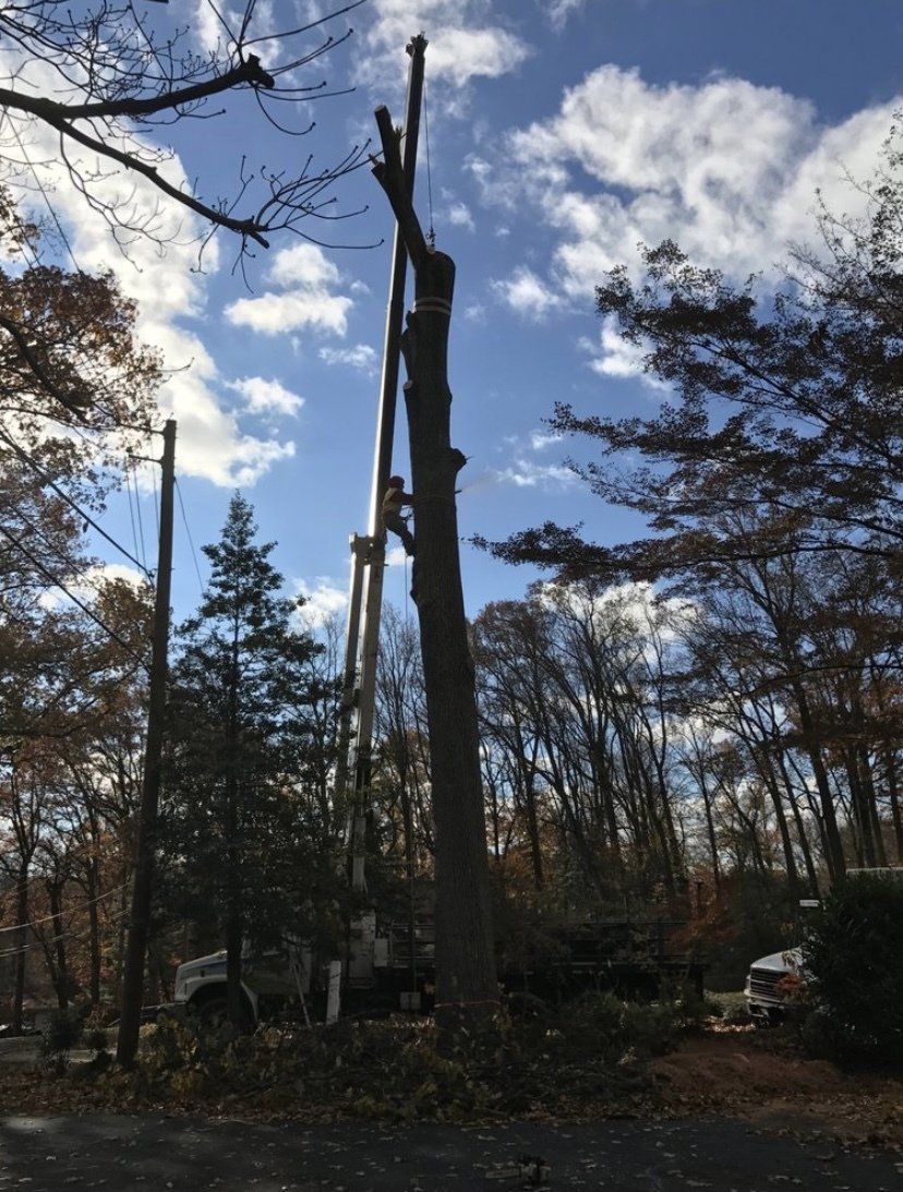 Tall tree trunk with cut branches in a wooded yard under a cloudy blue sky