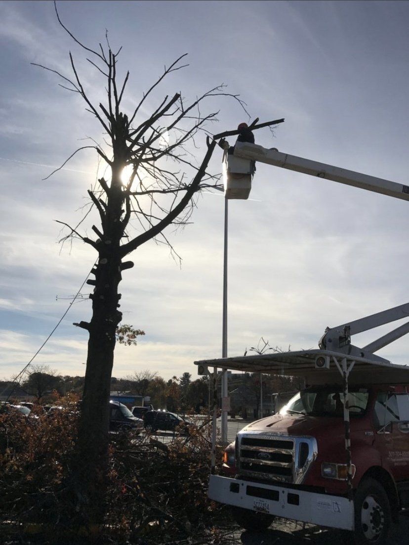 Tree being trimmed by a bucket truck at sunset, with a worker in the lift and a red truck below.
