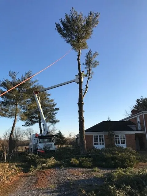 Tree being trimmed by a crane beside a suburban house on a clear day