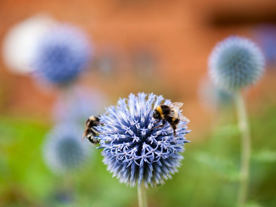 Bees on beautiful walled garden flower in Tredegar house walled gardens, Newport