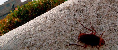 Ants — Cockroach Outside in Olmsted Falls, OH Ants — Cockroach Outside in Olmsted Falls, OH