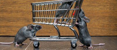 Bees — Three Mouse In A Small Grocery Kart in Olmsted Falls, OH Bees — Three Mouse In A Small Grocery Kart in Olmsted Falls, OH