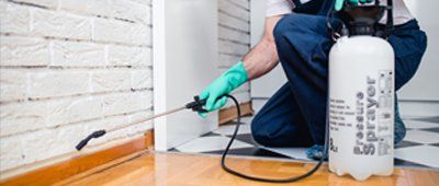 Pest Removal — Indoor Pest Control in Olmsted Falls, OH Pest Removal — Indoor Pest Control in Olmsted Falls, OH