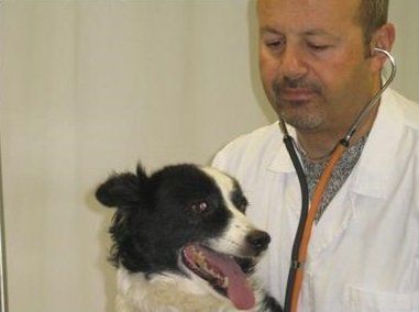 cane dal veterinario