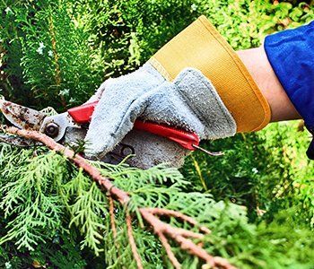 Sherwood's Tree Service expert pruning a branch of a pine tree