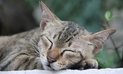 A wide range of cat toys is available with us