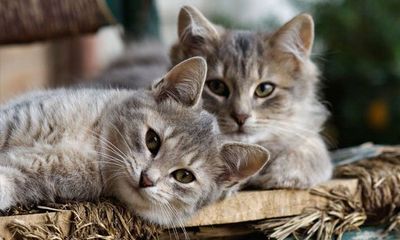 Our fully licensed cat kennels are well-maintained and comfortable