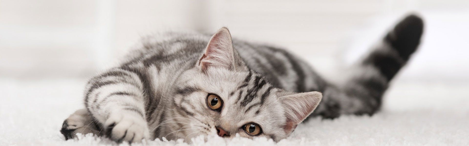Choose our cat boarding for a comfortable stay for your cat