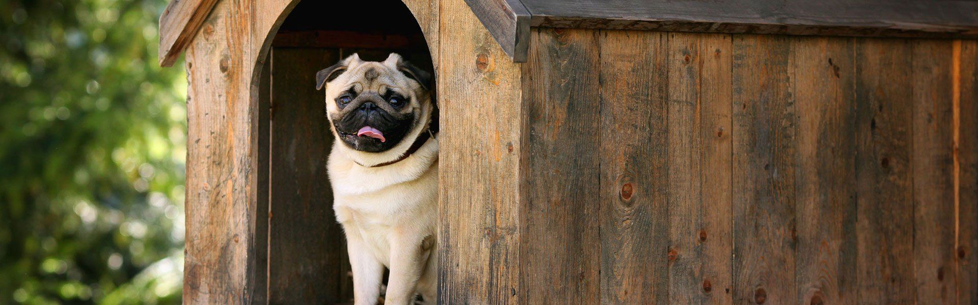We offer comfortable pug stay