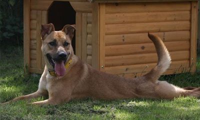 Choose us for modern dog kennels
