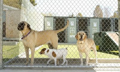 We offer heated indoor kennels
