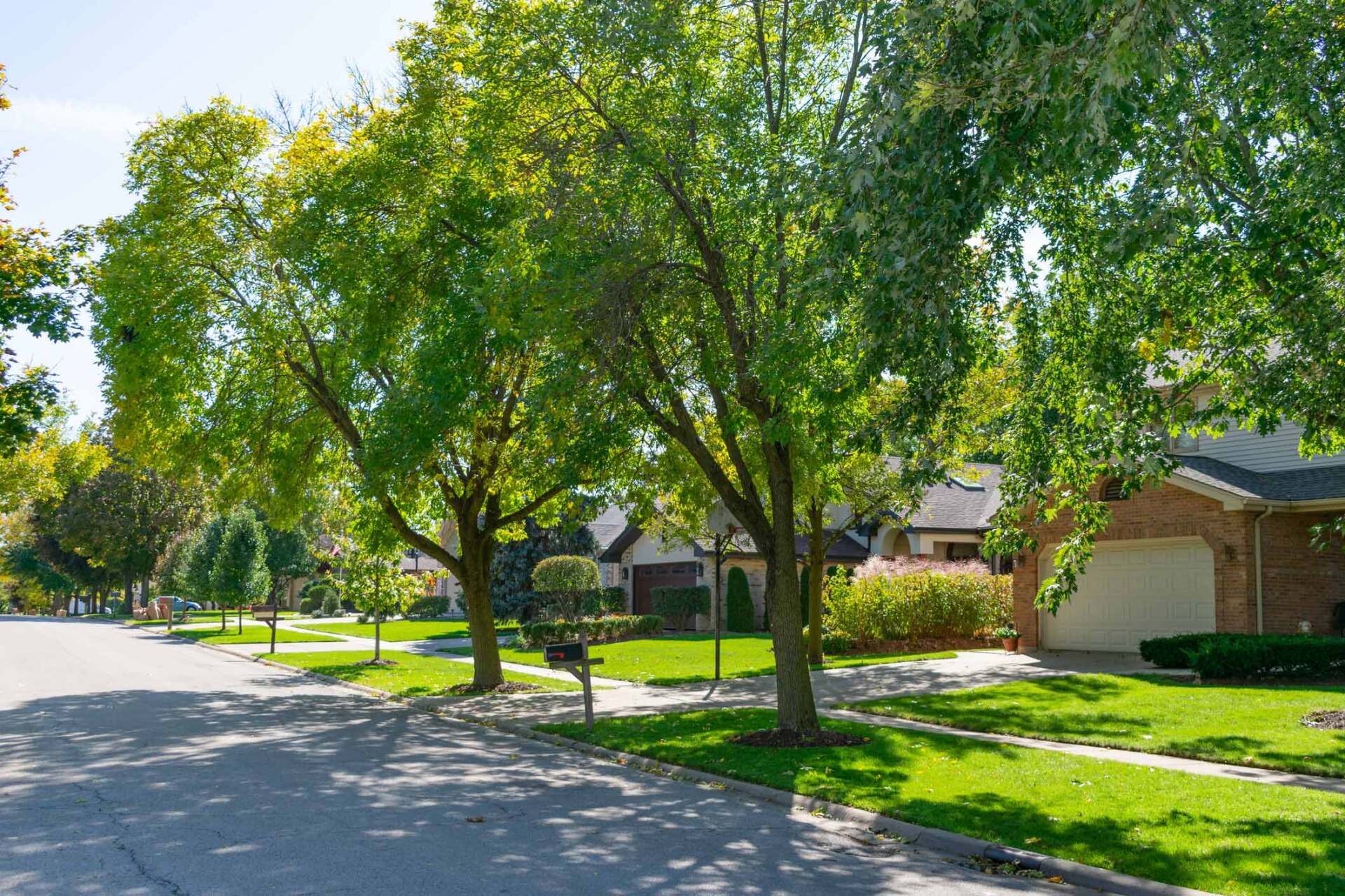 Residential Trees — Fredericksburg, VA — Mitchell Tree & Stump Service