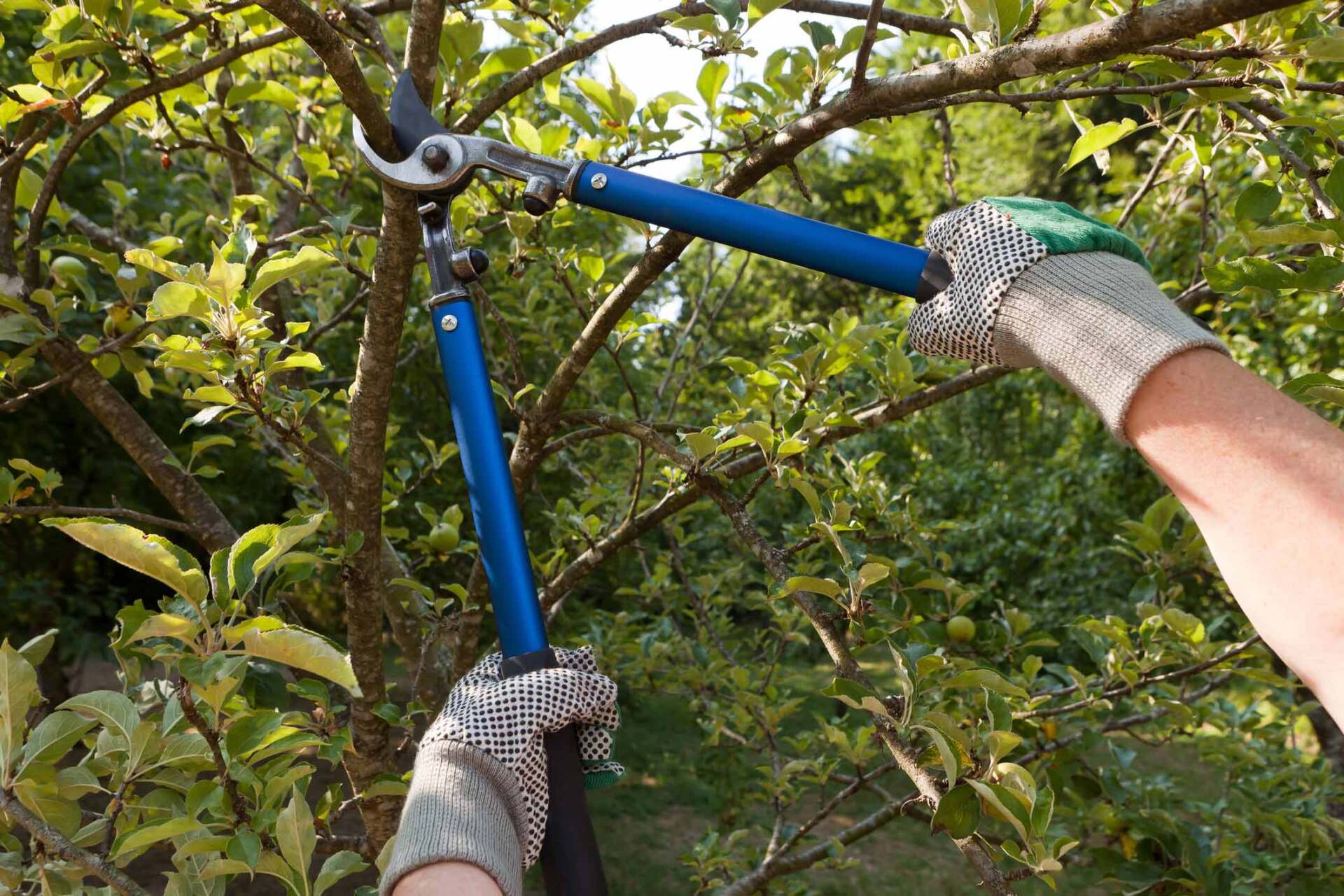 Tree Trimming — Fredericksburg, VA — Mitchell Tree & Stump Service