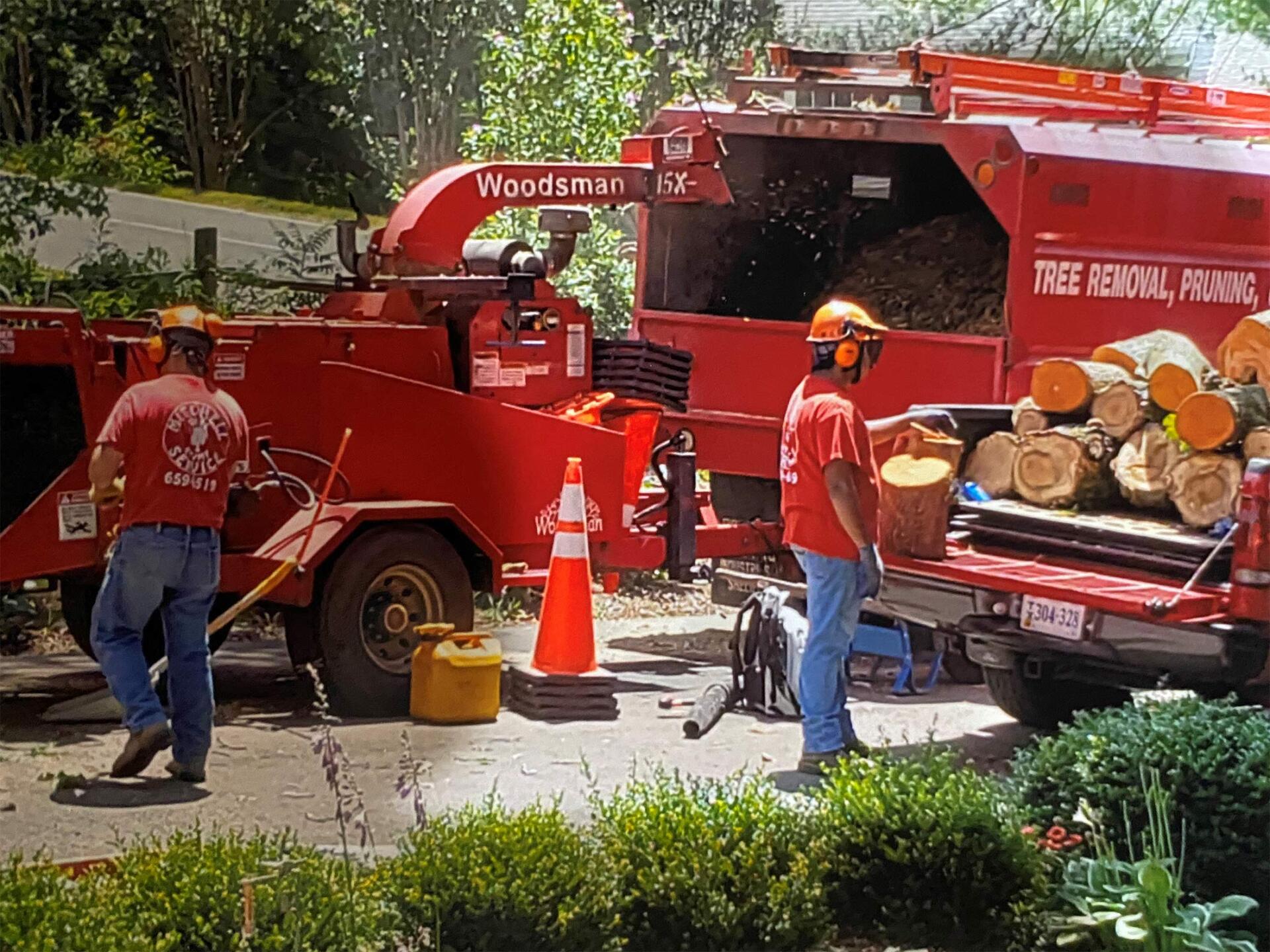 Removed Trees — Fredericksburg, VA — Mitchell Tree & Stump Service