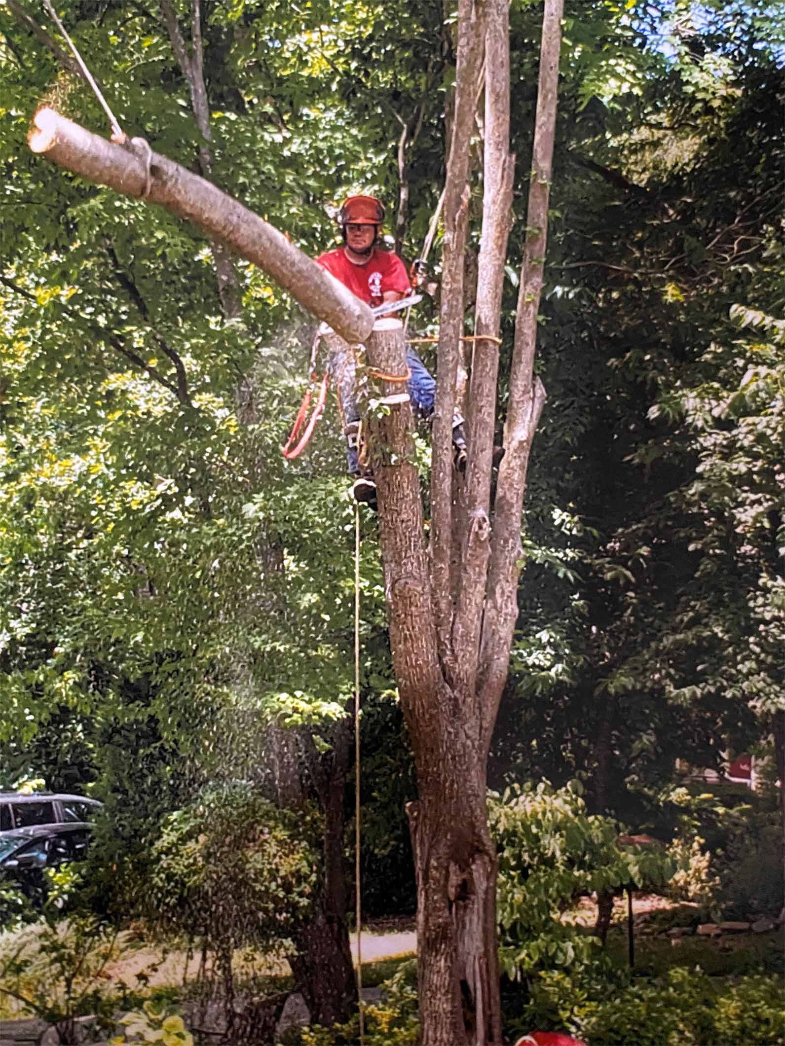 Ongoing Tree Service — Fredericksburg, VA — Mitchell Tree & Stump Service