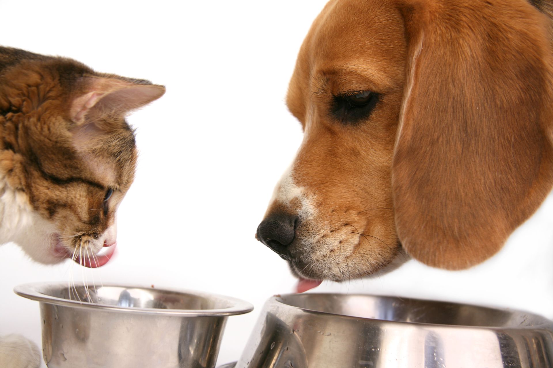 Alimenti e accessori per animali