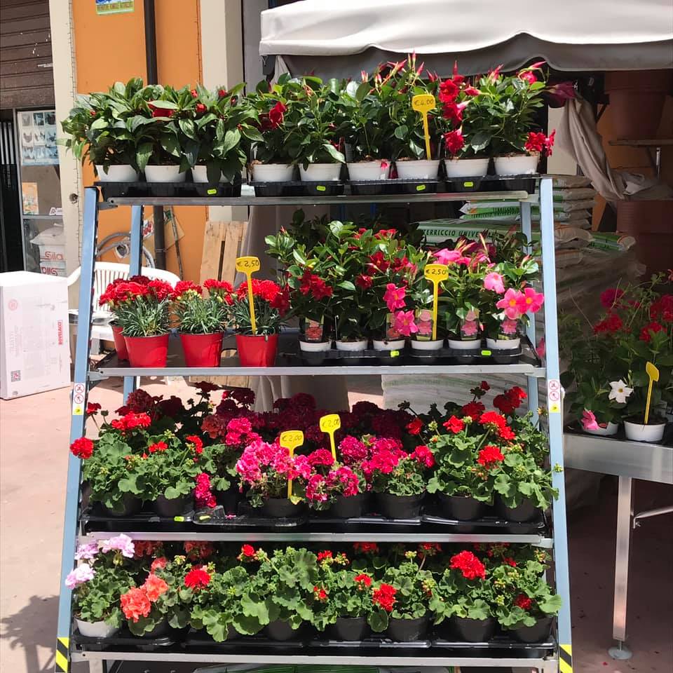 fiori e piante
