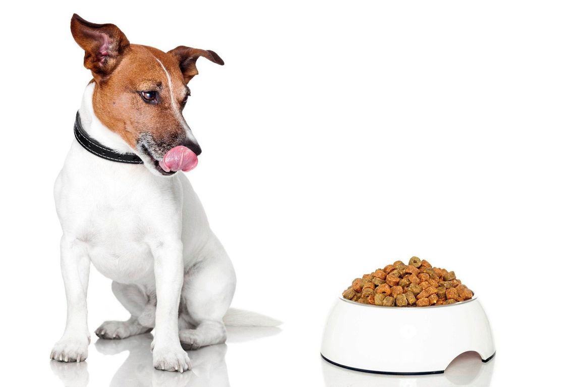 mangimi per animali domestici