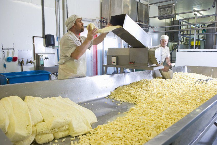 Cheese maker grating farmhouse cheddar with machine