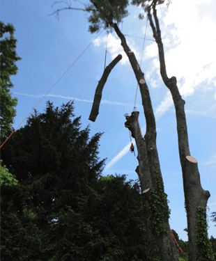 Arboricultural service