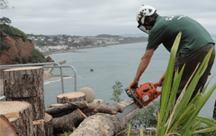 forestry service