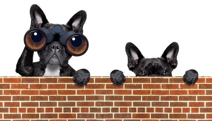 two watch dogs keeping an eye on their digital advertising campaigns 